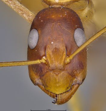 Media type: image;   Entomology 21468 Description: Specimen documentation photo of head frontal viewfrom specimen MCZ:Ent:21468, captured on2025-06-13;  Aspect: head frontal view
